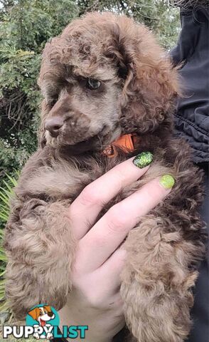 Purebred Toy Mini Poodles - Phantom Brown Particolour Merle Sable