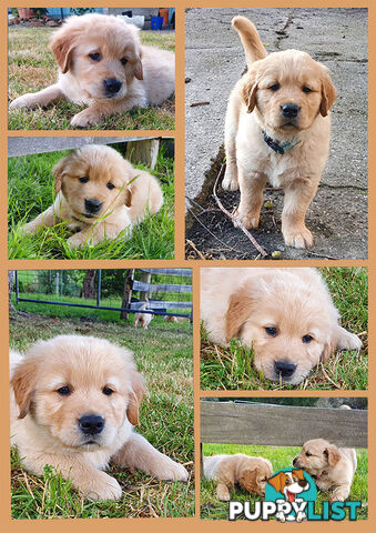 Pure Pred Golden Retriever Puppies For Sale