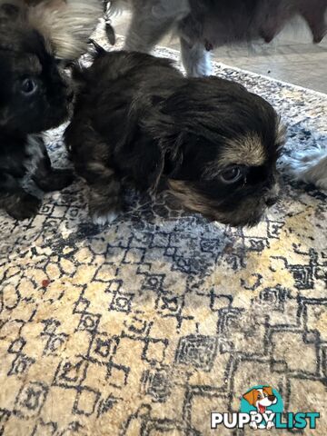 Thee Three Amigos