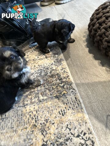 Thee Three Amigos
