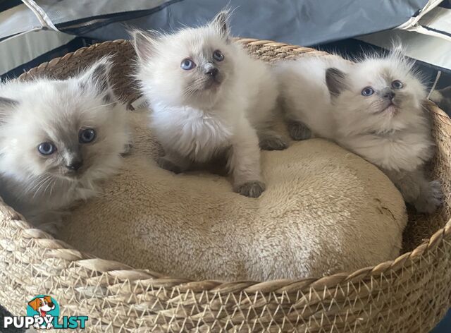 Rag doll kittens