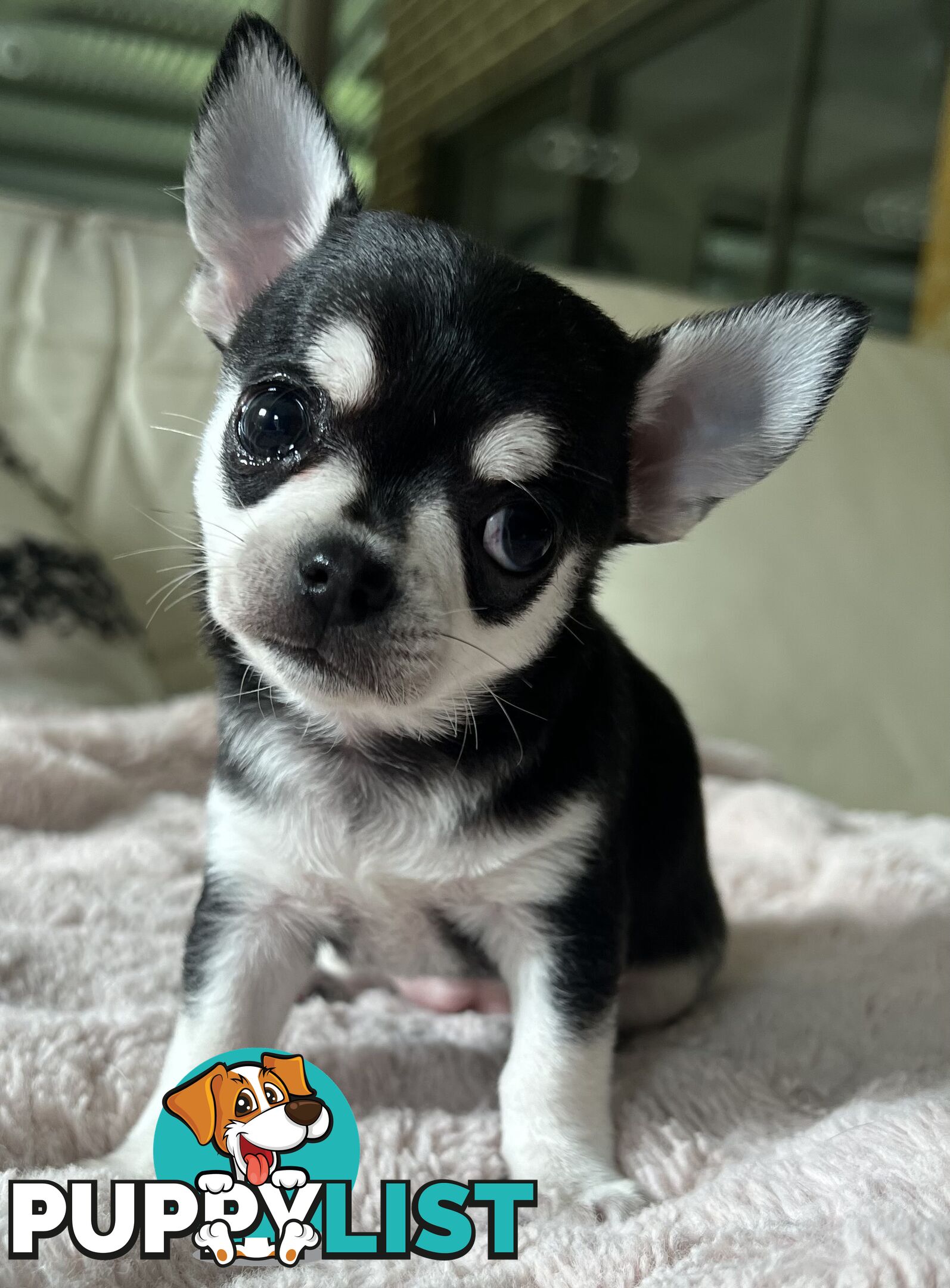 Purebred applehead chihuahua