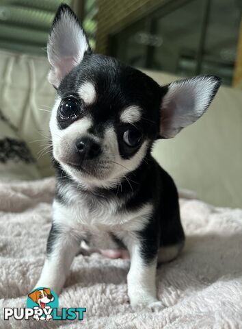 Purebred applehead chihuahua