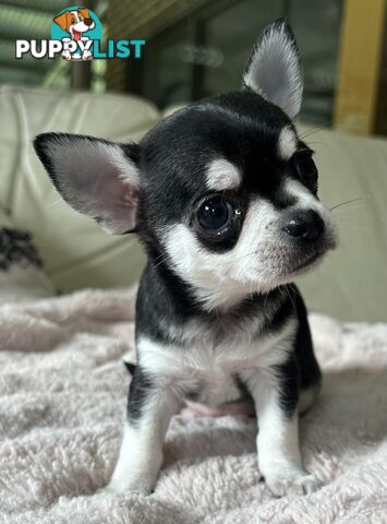 Purebred applehead chihuahua