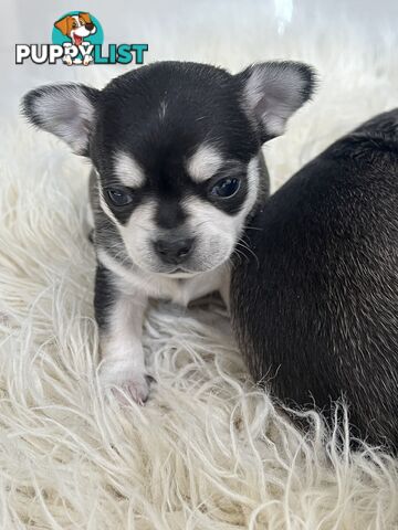 Purebred applehead chihuahua