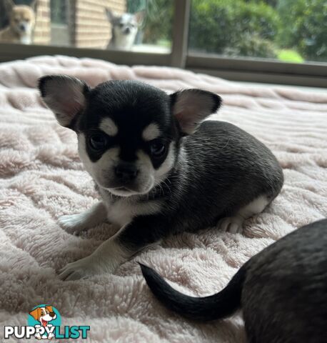 Purebred applehead chihuahua