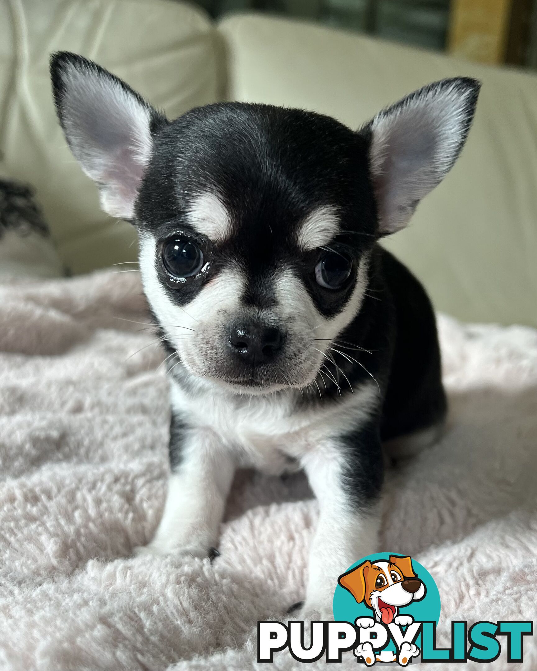 Purebred applehead chihuahua