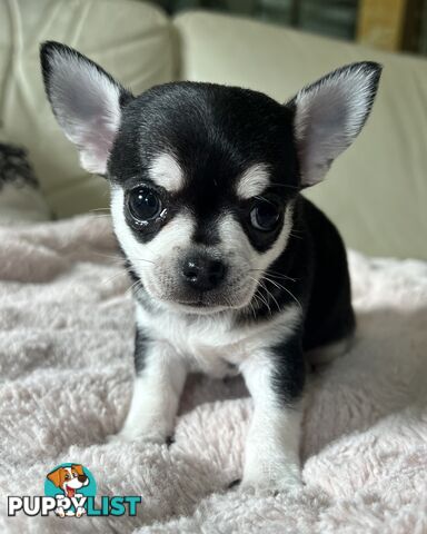 Purebred applehead chihuahua