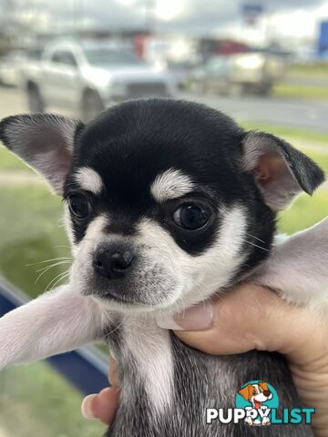 Purebred applehead chihuahua