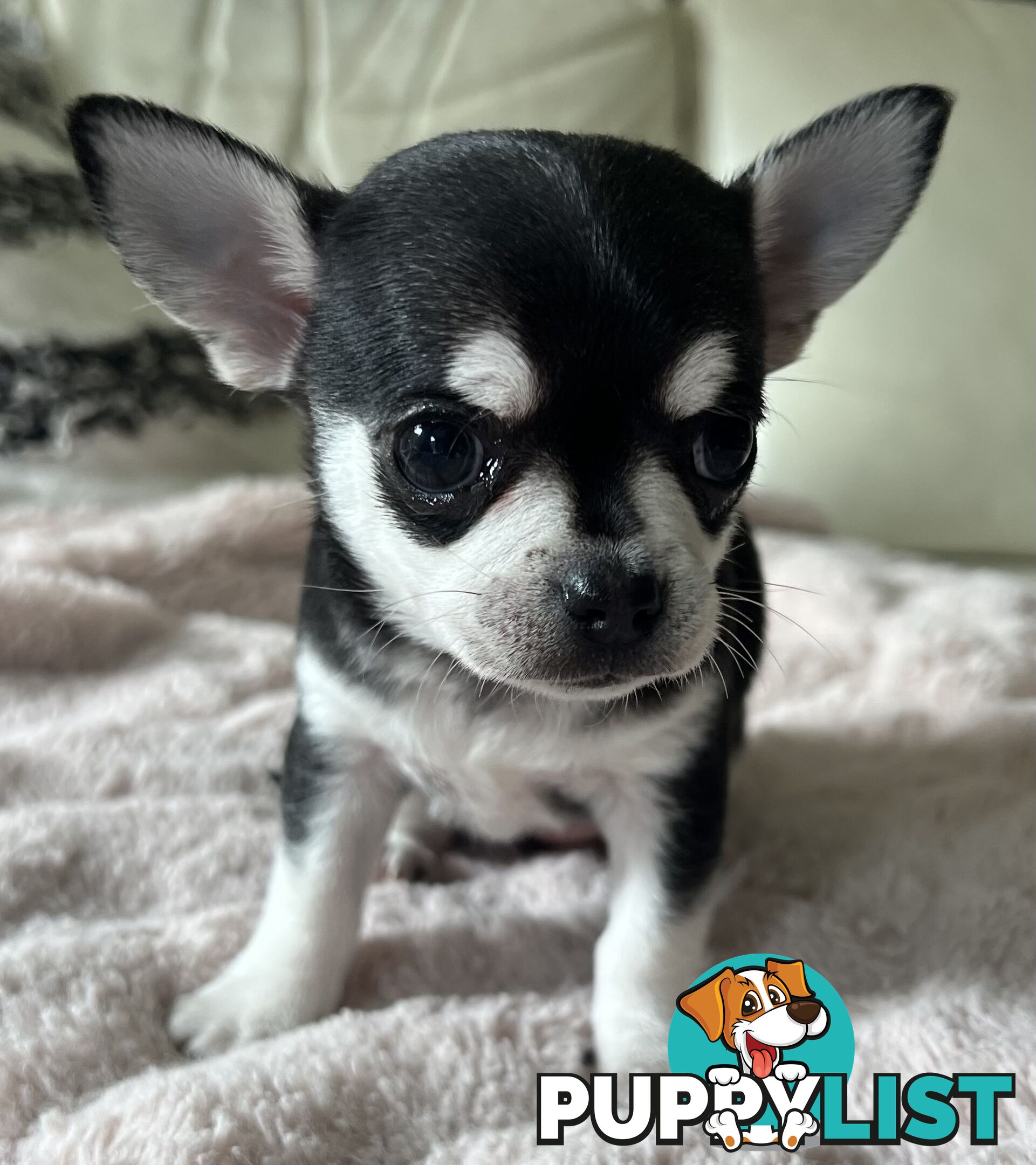 Purebred applehead chihuahua