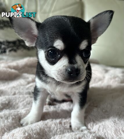 Purebred applehead chihuahua