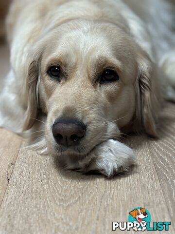 Pure Bred Golden retriever