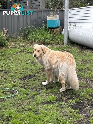 Pure Bred Golden retriever