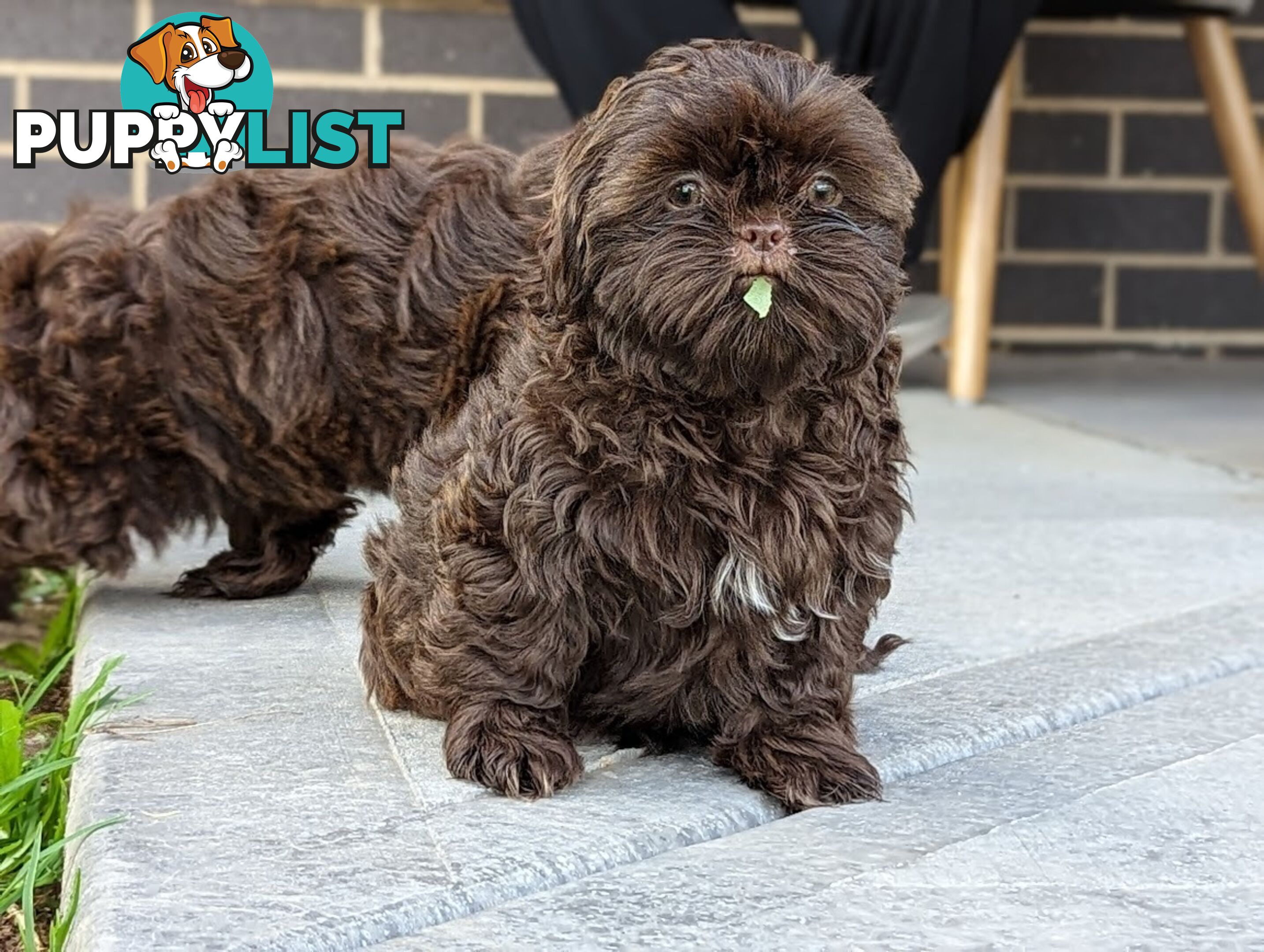 Choc liver Shih Tzu puppy