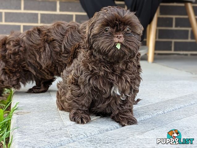 Choc liver Shih Tzu puppy