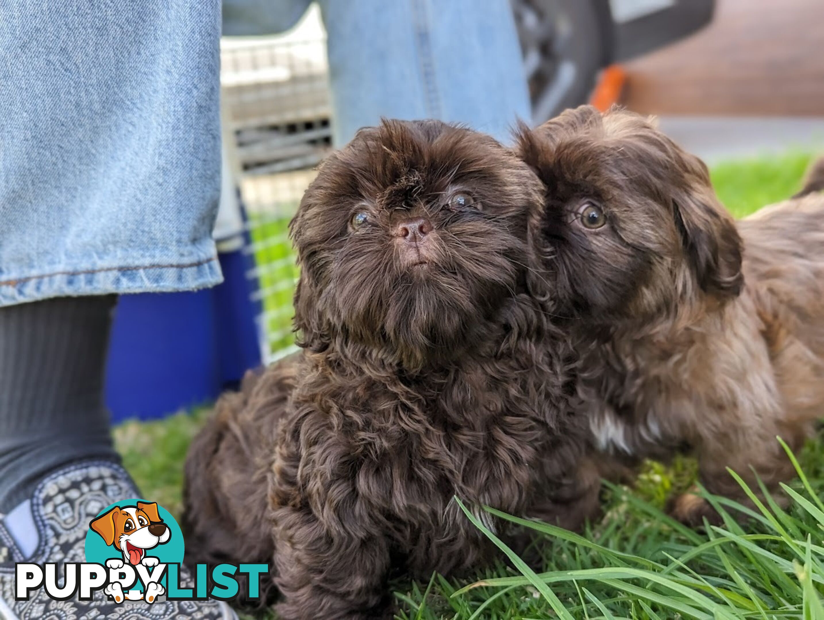 Choc liver Shih Tzu puppy