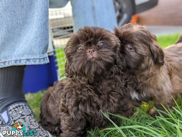 Choc liver Shih Tzu puppy