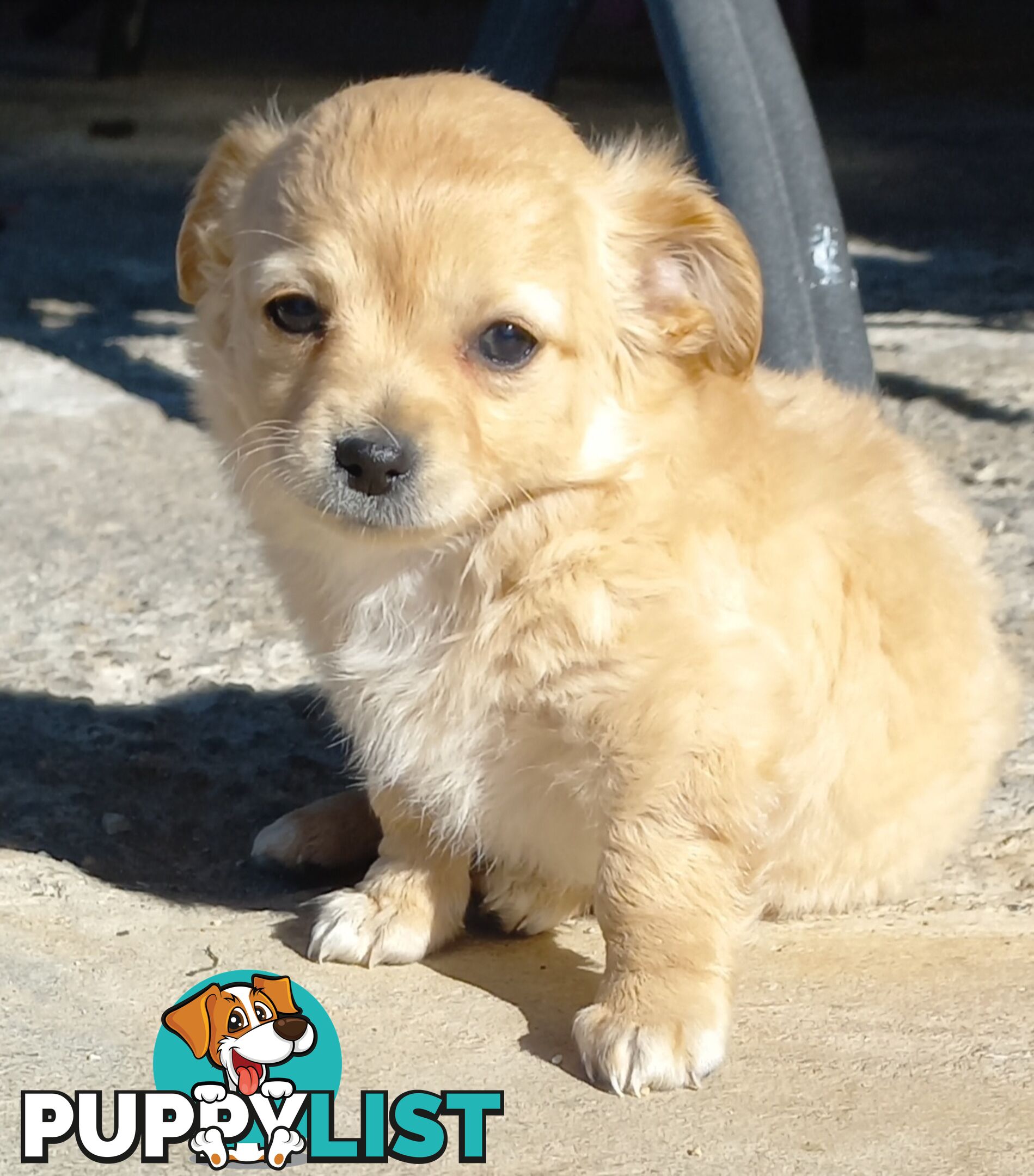Chihuahua Pups.