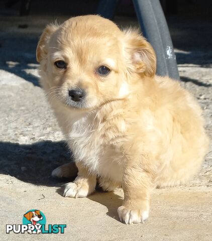 Chihuahua Pups.