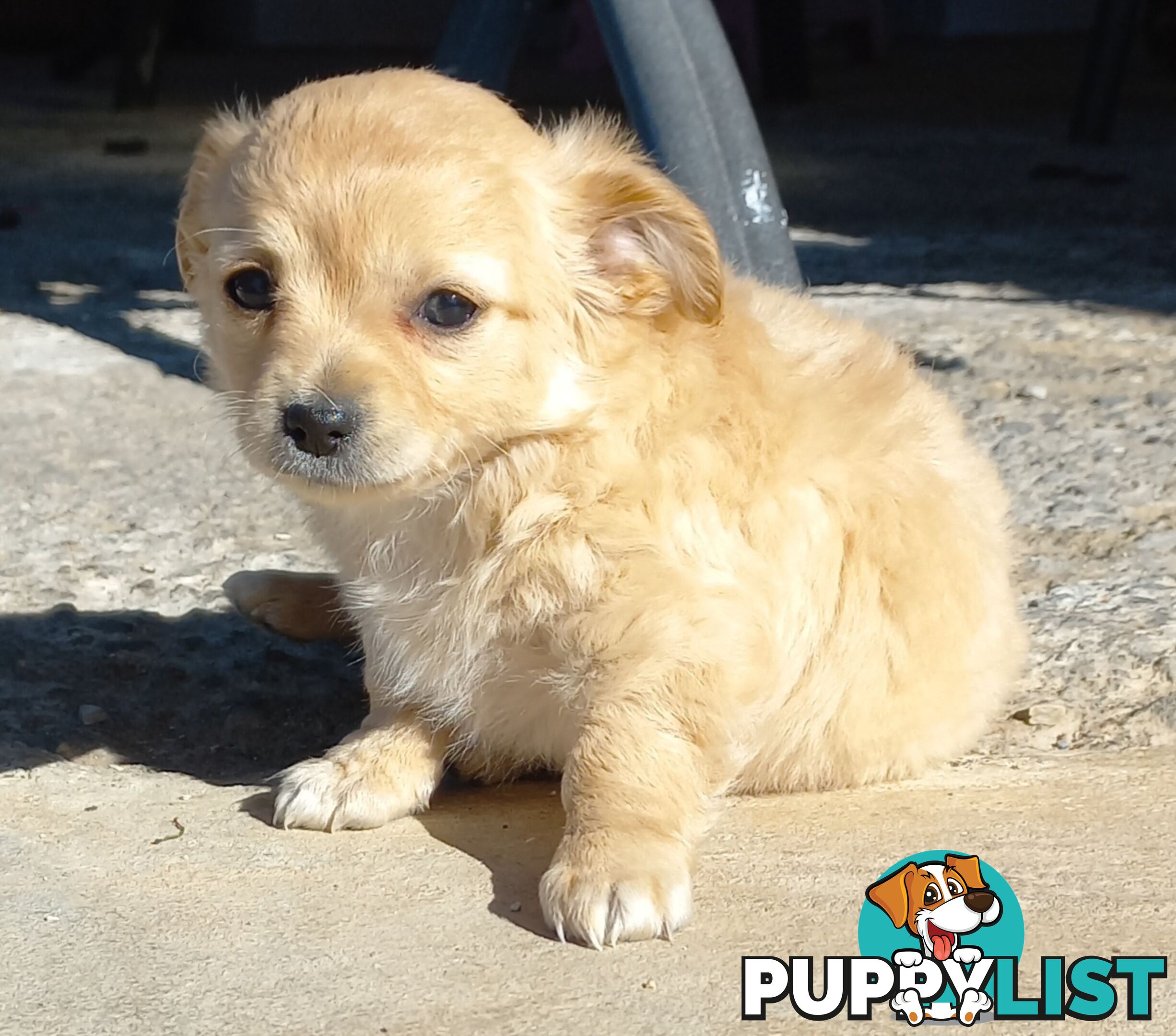 Chihuahua Pups.