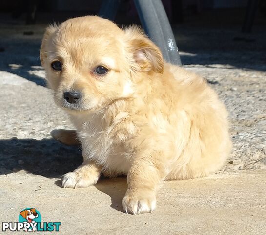 Chihuahua Pups.