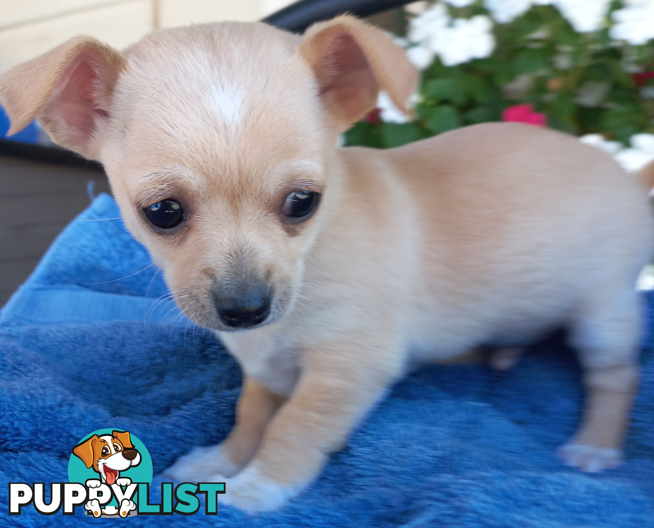 Chihuahua Pups.