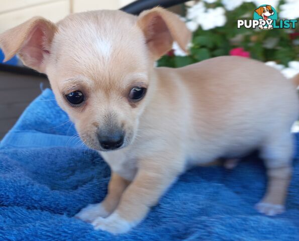 Chihuahua Pups.