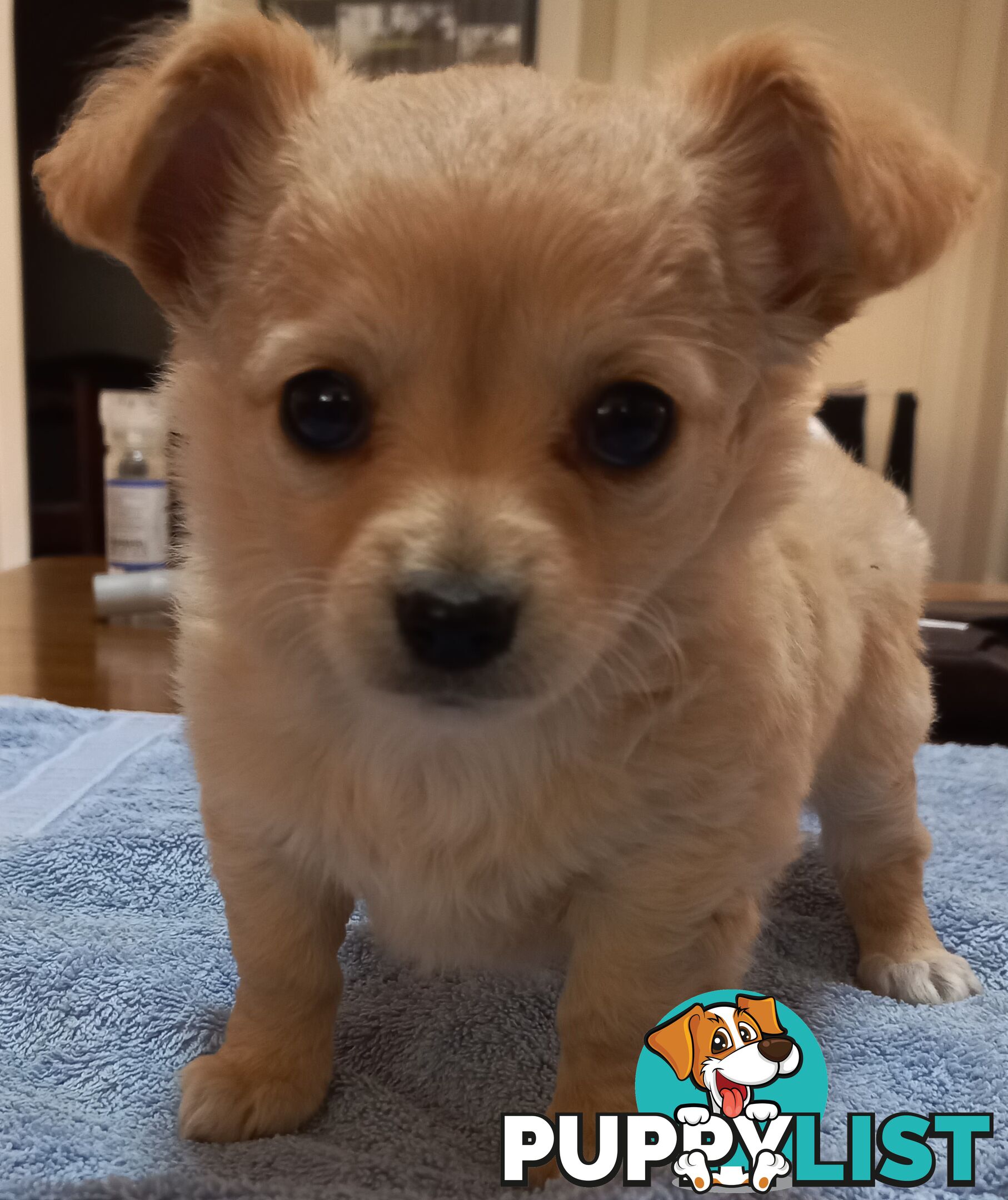 Chihuahua Pups.