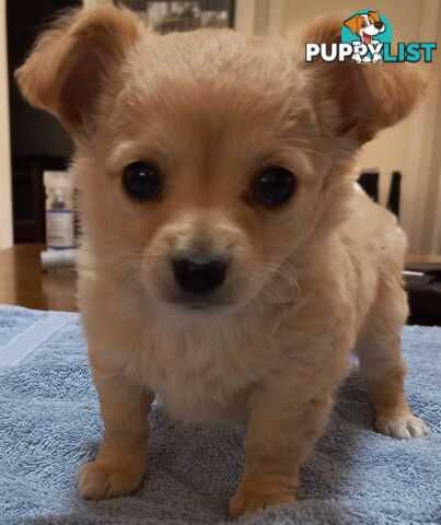 Chihuahua Pups.