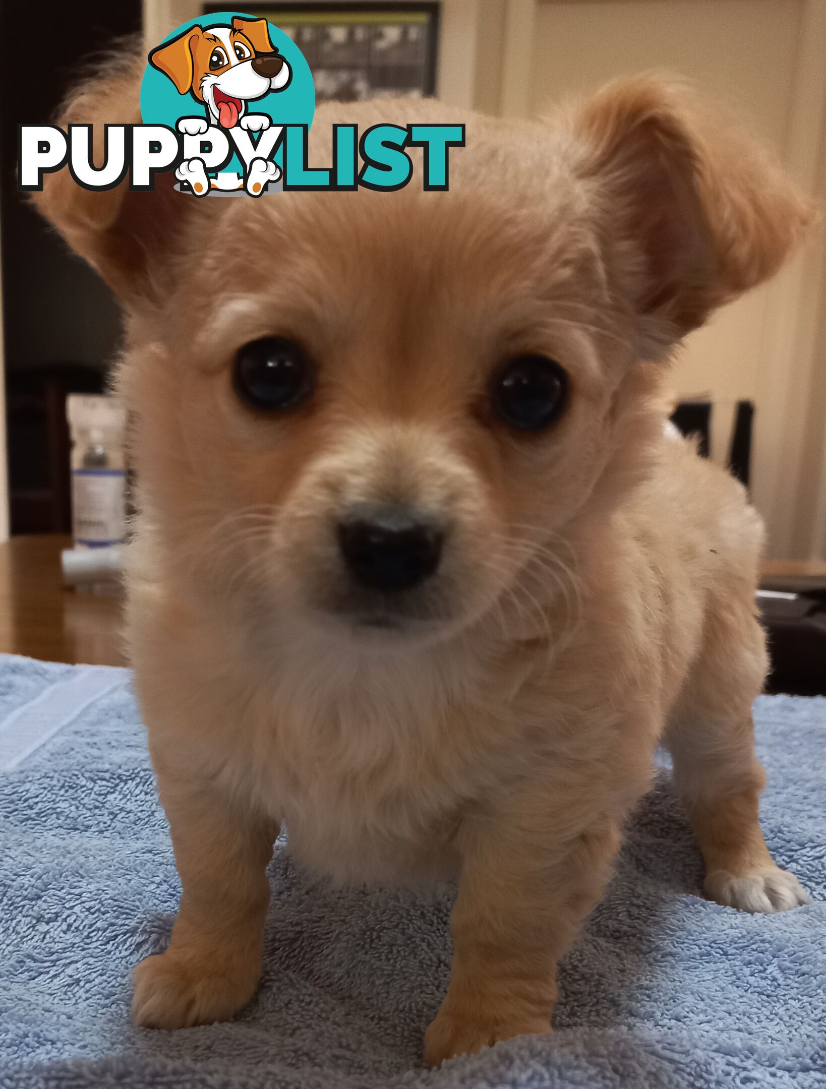 Chihuahua Pups.