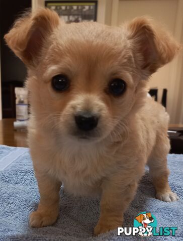 Chihuahua Pups.