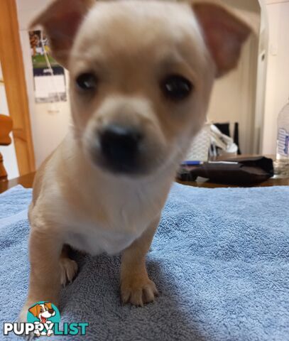 Chihuahua Pups.