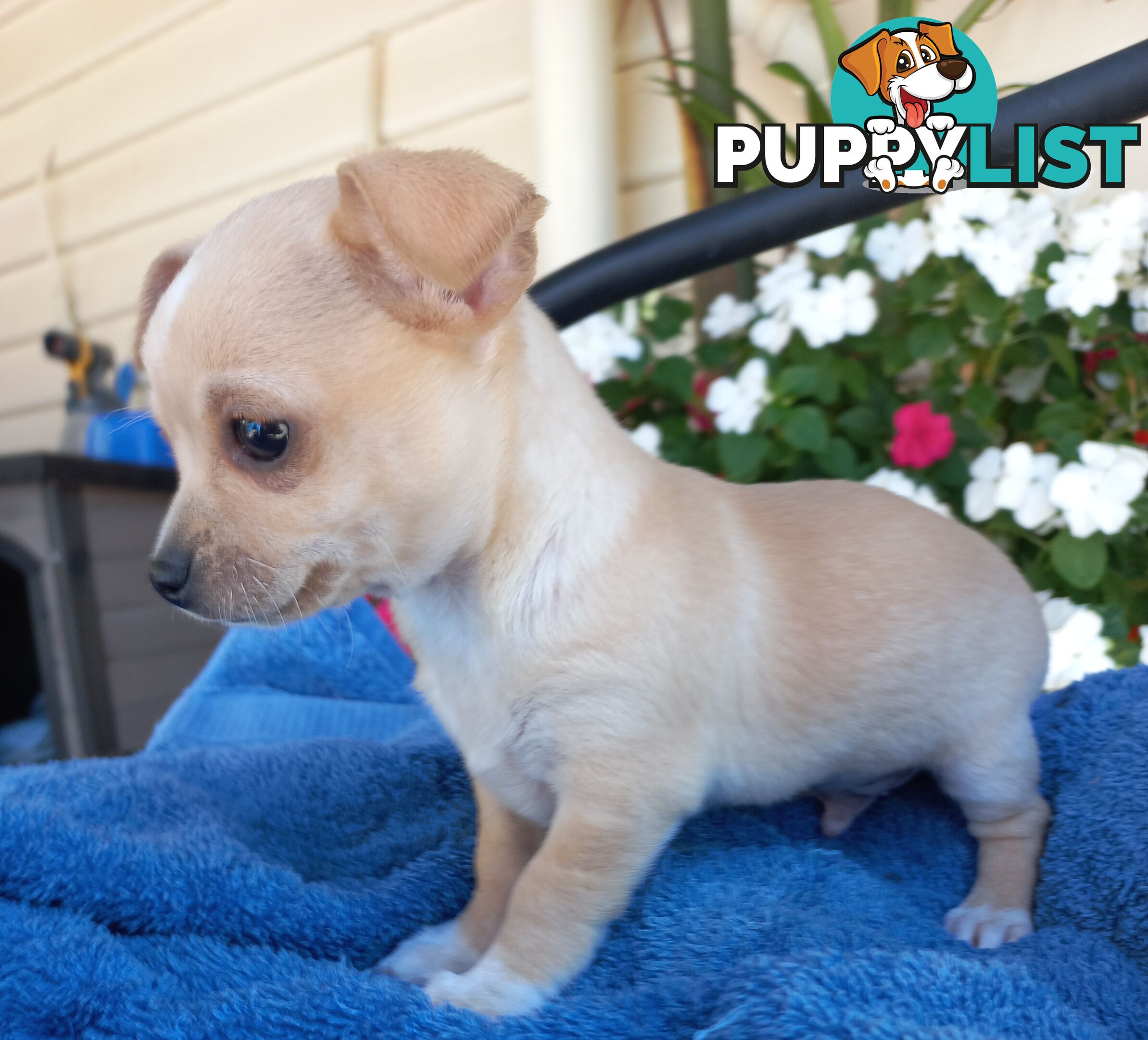 Chihuahua Pups.