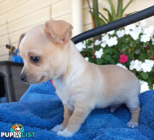 Chihuahua Pups.