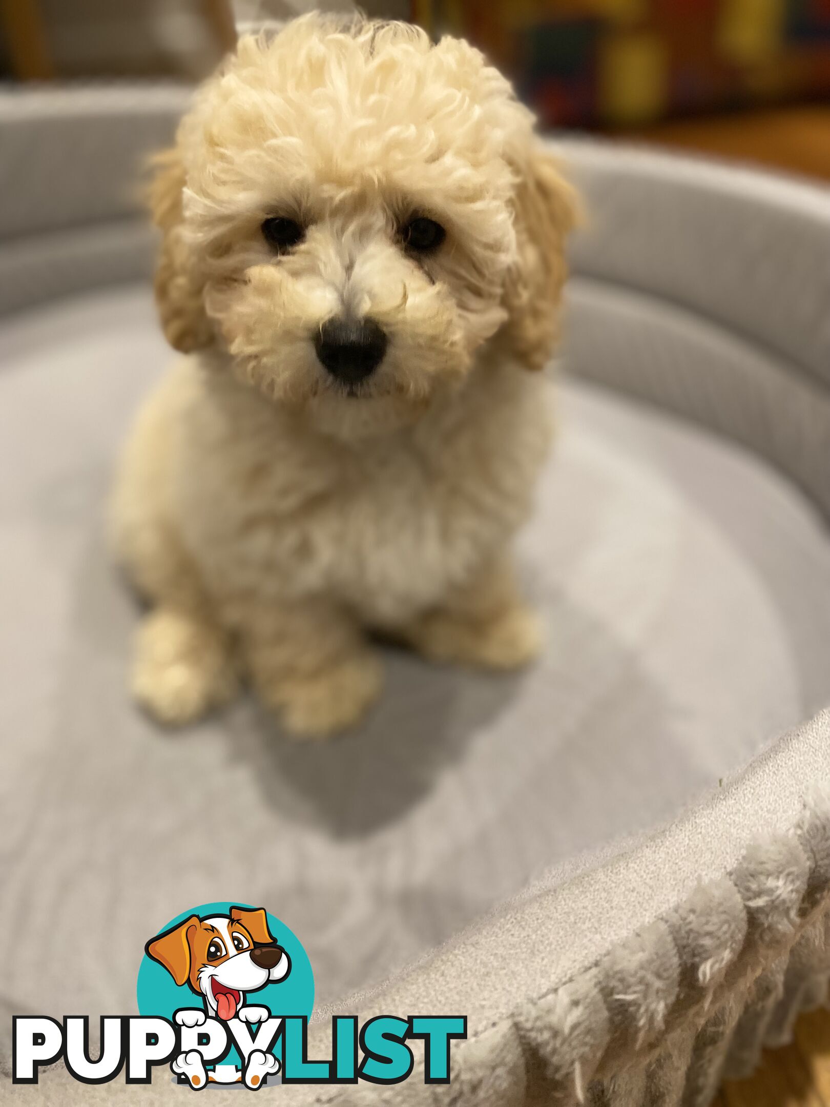 POOCHON/ Bichoodle Toy size 5.5 - 8kg Poodle Dad Bichon mum