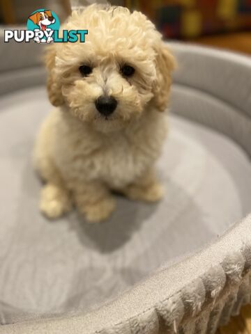 POOCHON/ Bichoodle Toy size 5.5 - 8kg Poodle Dad Bichon mum