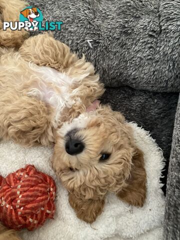 POOCHON/ Bichoodle Toy size 5.5 - 8kg Poodle Dad Bichon mum