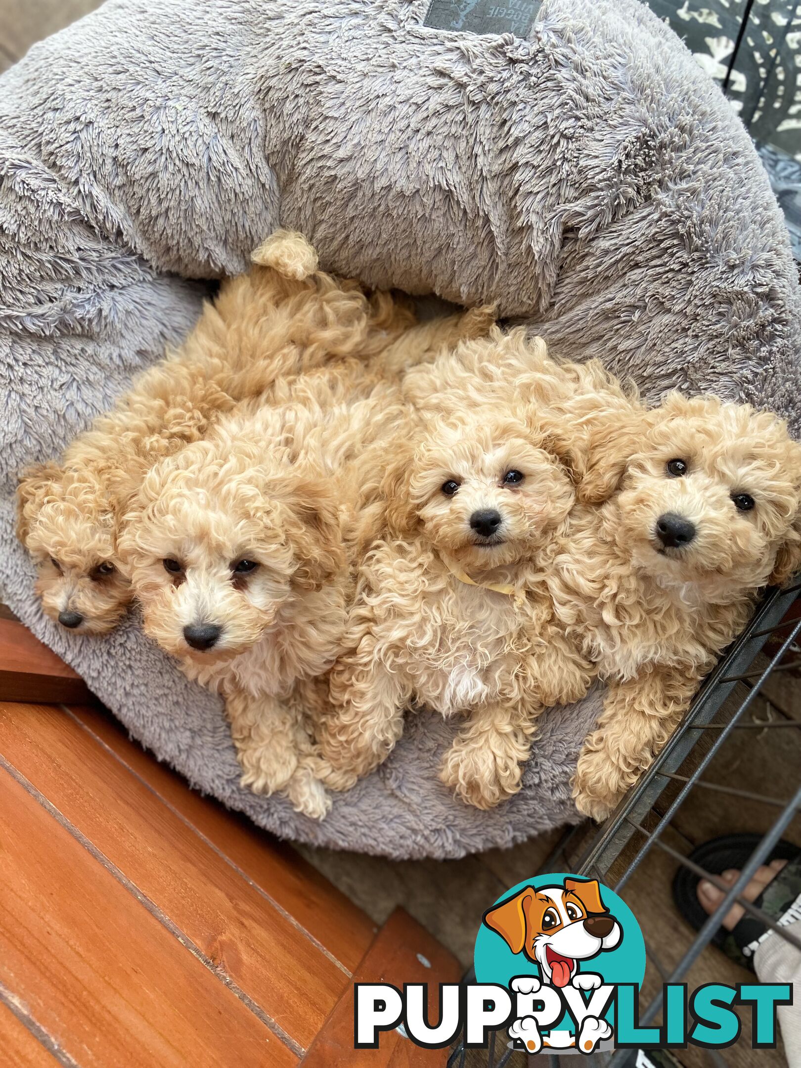 POOCHON/ Bichoodle Toy size 5.5 - 8kg Poodle Dad Bichon mum