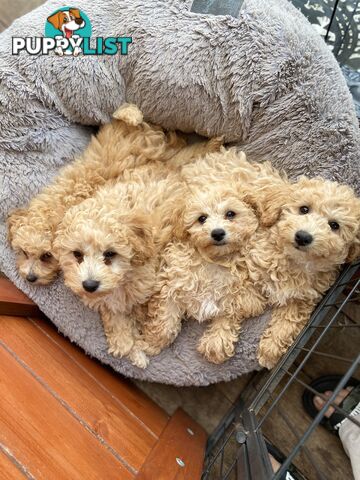 POOCHON/ Bichoodle Toy size 5.5 - 8kg Poodle Dad Bichon mum