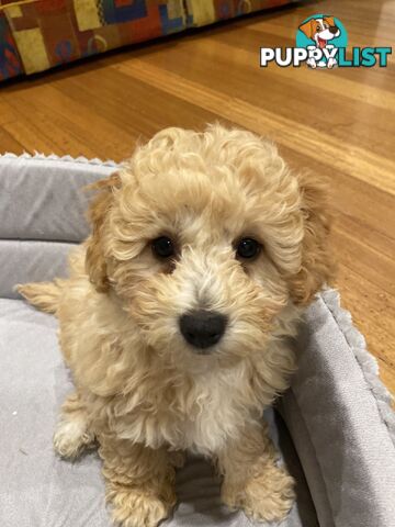 POOCHON/ Bichoodle Toy size 5.5 - 8kg Poodle Dad Bichon mum