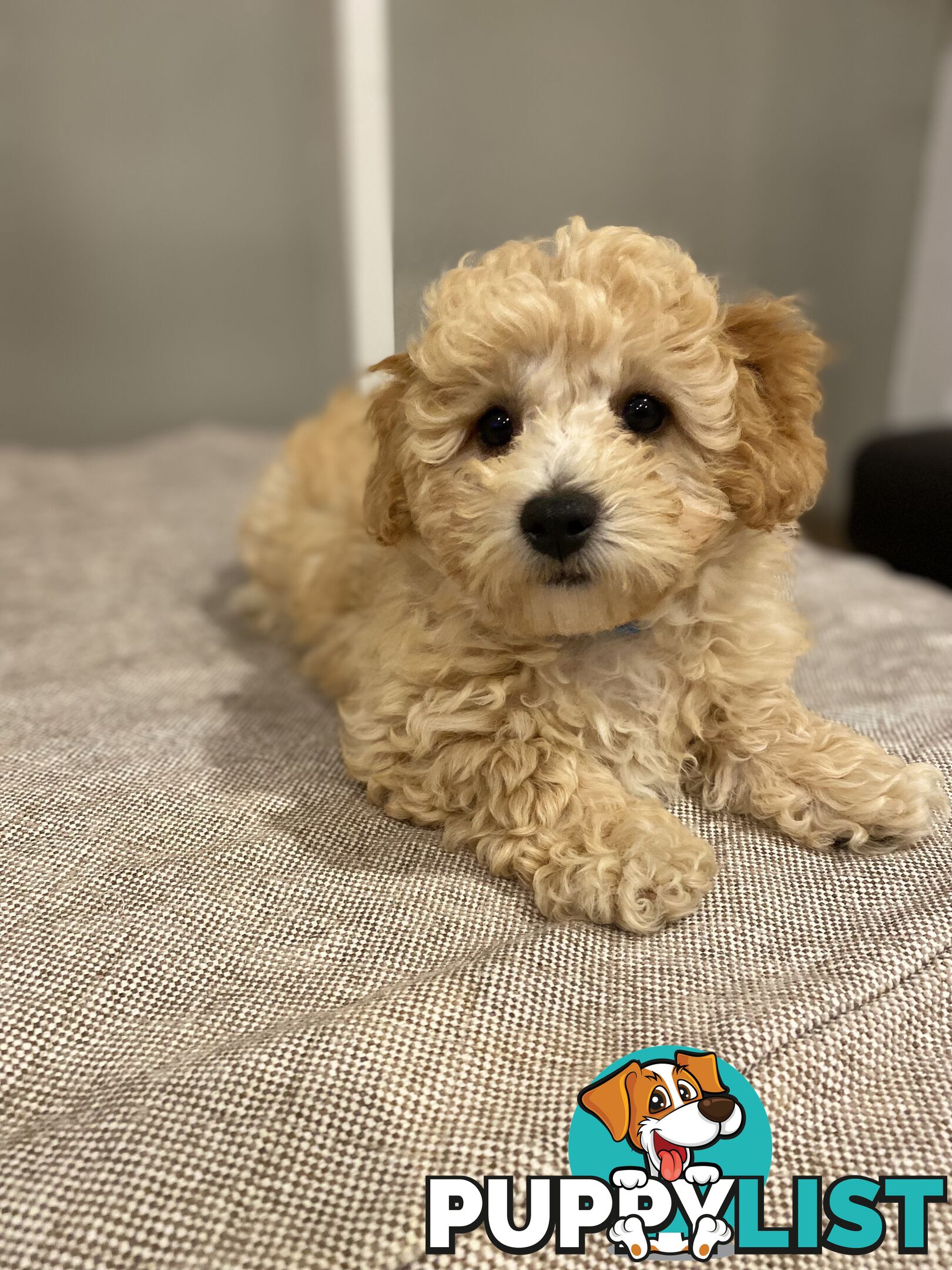 POOCHON/ Bichoodle Toy size 5.5 - 8kg Poodle Dad Bichon mum