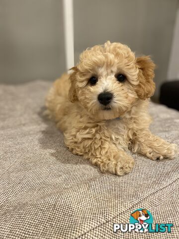 POOCHON/ Bichoodle Toy size 5.5 - 8kg Poodle Dad Bichon mum