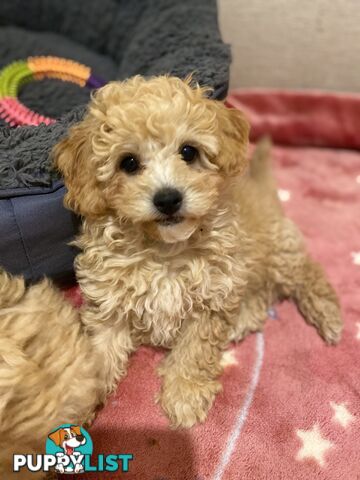 POOCHON/ Bichoodle Toy size 5.5 - 8kg Poodle Dad Bichon mum