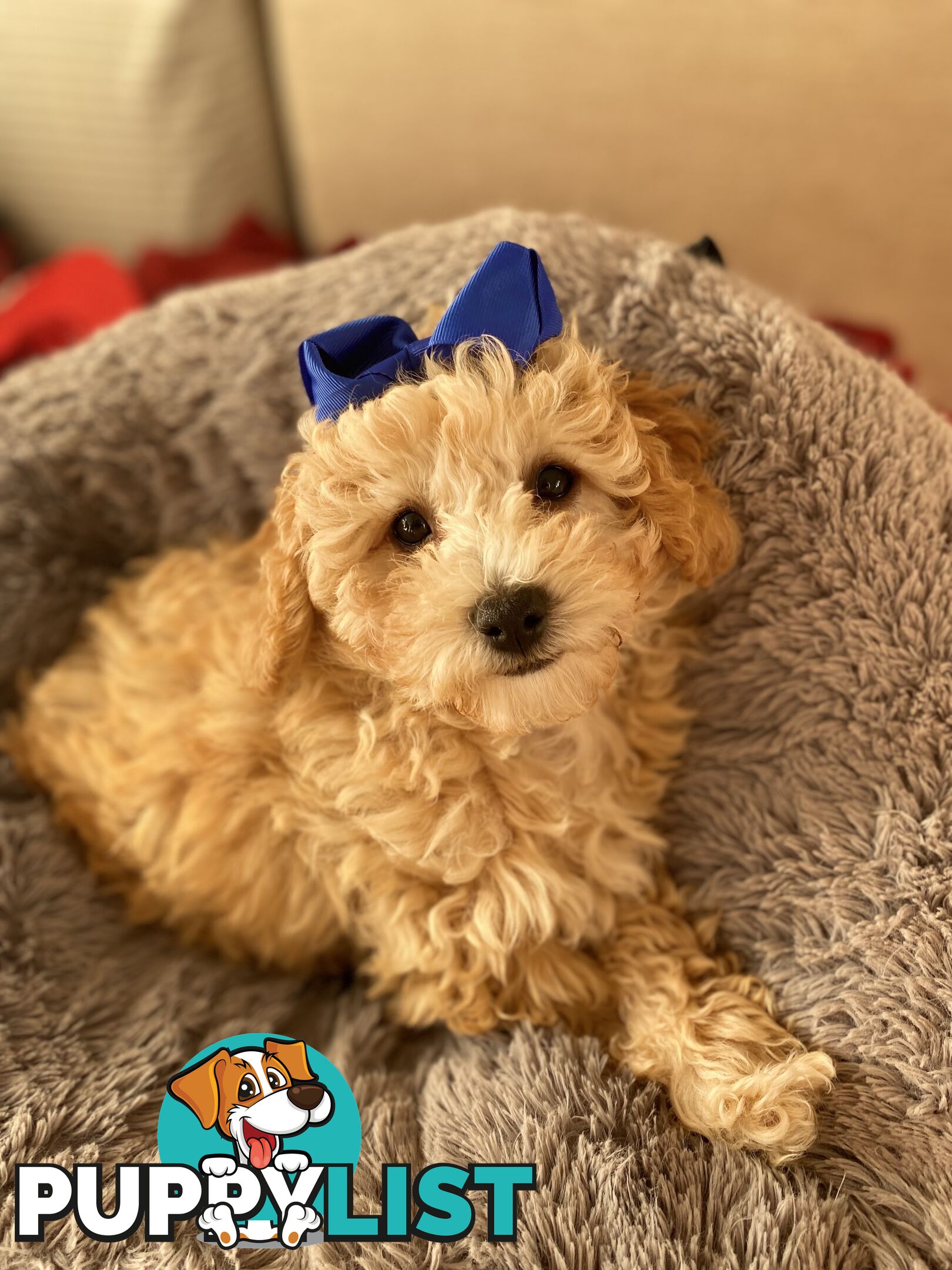 POOCHON/ Bichoodle Toy size 5.5 - 8kg Poodle Dad Bichon mum