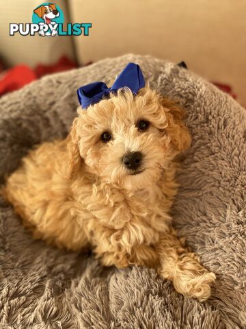 POOCHON/ Bichoodle Toy size 5.5 - 8kg Poodle Dad Bichon mum