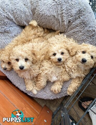 POOCHON/ Bichoodle Toy size 5.5 - 8kg Poodle Dad Bichon mum