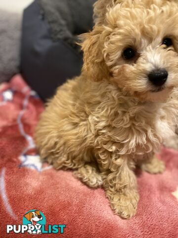 POOCHON/ Bichoodle Toy size 5.5 - 8kg Poodle Dad Bichon mum