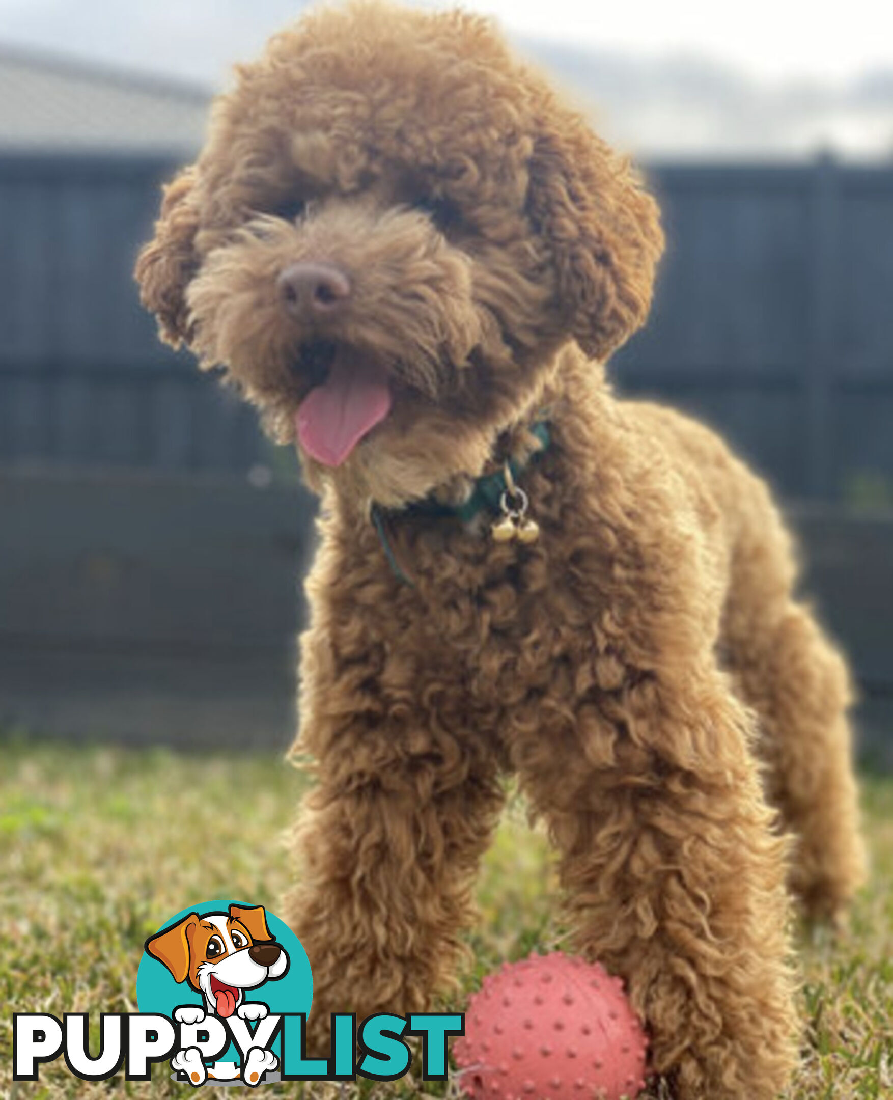 STUNNING AND EXPERIENCED RARE LIVER POINTED PURE BRED TOY POODLE STUD AVAILABLE FOR HIRE $750.00