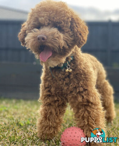 STUNNING AND EXPERIENCED RARE LIVER POINTED PURE BRED TOY POODLE STUD AVAILABLE FOR HIRE $750.00