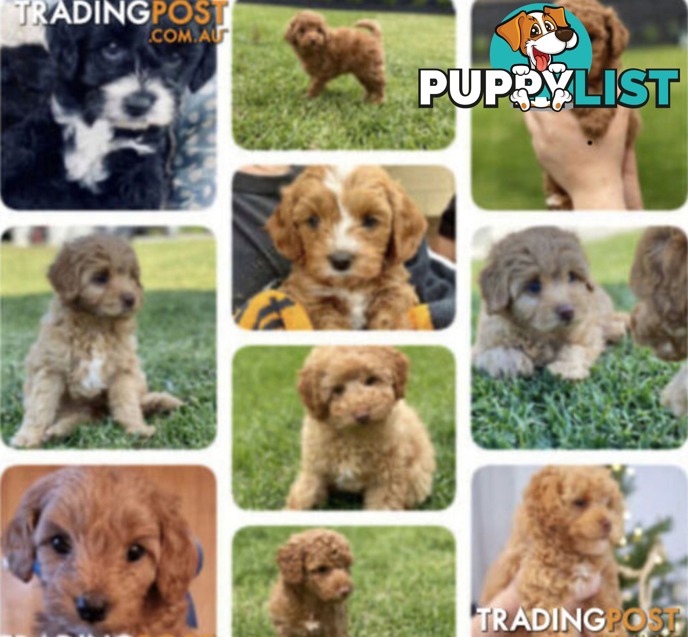 STUNNING AND EXPERIENCED RARE LIVER POINTED PURE BRED TOY POODLE STUD AVAILABLE FOR HIRE $750.00